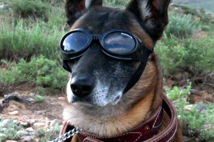 German_Sheppard_w_doggles.jpg